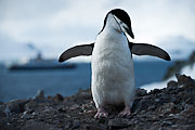 Picture 'Ant1_1_03763 Chinstrap Penguin, Penguin, Pygoscelis Antarcticus, Antarctica and sub-Antarctic islands, South Shetland Islands, Half Moon Island'